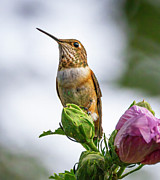 Hummer on Hibiscus Photograph by Mark Mille