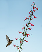 Hummingbird 2 Photograph by Stephen Holst Hummingbird 2 Photograph by Stephen Holst