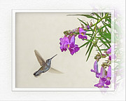 Hummingbird A2 Photograph by Walter Herrit
