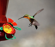 Hummingbird Approaches Nectar Feeder Photograph by Charles Floyd Hummingbird Approaches Nectar Feeder Photograph by Charles Floyd