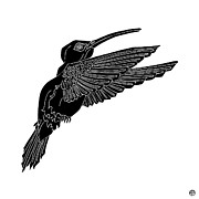 Hummingbird Ink 1 Drawing by Amy E Fraser Hummingbird Ink 1 Drawing by Amy E Fraser