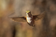 Hummingbird Motion Photograph by Mike Lee Hummingbird Motion Photograph by Mike Lee