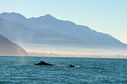 Humpback Whales Photograph by Mridula Srinivasan