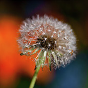 Hundreds of Wishes Photograph by Jeff Folger