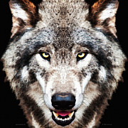 Hunger Full Face Wolf Art Painting by Sharon Cummings