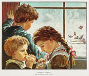 Hungry Birds Drawing by Christmas Number of The Graphic
