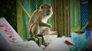 Hungry Monkey Photograph by Robert Bociaga