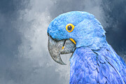 Hyacinth Macaw Mixed Media by Elisabeth Lucas