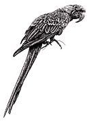 Hyacinth macaw illustration Drawing by Loren Dowding