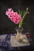 Hyacinthus Texture Photograph by Amy Dundon