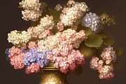Hydrangea and Honey Suckle Digital Art by Sterling and Thorn