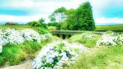 Hydrangea Blossoms in Azores Creeks Photograph by Marco Sales Photography Hydrangea Blossoms in Azores Creeks Photograph by Marco Sales Photography