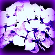 Hydrangea  Moderne Photograph by Viva Anderson