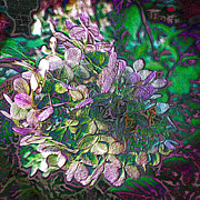 Hydrangea Squared Photograph by Bentley Davis Hydrangea Squared Photograph by Bentley Davis