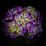 Hydrangeas Opening Photograph by Denise Harty