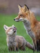 I love mom Photograph by Rudy Viereckl I love mom Photograph by Rudy Viereckl
