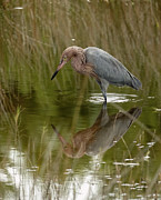 I see a Reddish Egret Photograph by Kathi Isserman