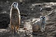 I Smell Food Photograph by David Levin