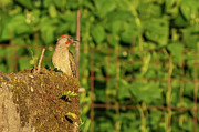 Iberian Green WoodpeckerPicus sharpei O Seixo Mugardos Galicia Photograph by Sapiens Verbum Iberian Green WoodpeckerPicus sharpei O Seixo Mugardos Galicia Photograph by Sapiens Verbum