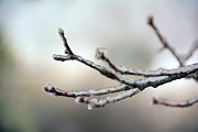 Ice Branch on The Appalachian Trail Photograph by Raymond Salani III