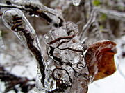 Ice Covered Vines Photograph by Geno Lee