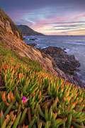 Ice Plant Sunset Photograph by Darren White Ice Plant Sunset Photograph by Darren White