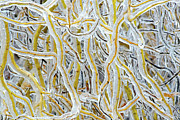 Ice World #6 Photograph by Kathi Mirto