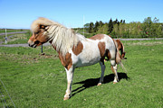 Icelandic Horse Photograph by Richard Krebs