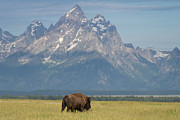 Iconic Photograph by Mary Hone
