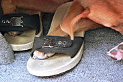 If The Shoe Fits Photograph by Kathy K McClellan