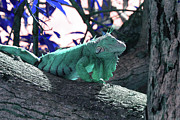 Iguana 8 - Abstract Photograph by Ron Berezuk