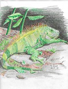 Iguana Drawing by Kenneth Stock