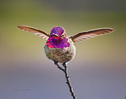 I'm Gonna Stick This Landing Photograph by Brian Tada