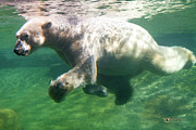 I'm Swimming as Fast as I Can Photograph by David Levin I'm Swimming as Fast as I Can Photograph by David Levin