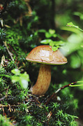 Imleria badia is squatting in the undergrowth.  Photograph by Vaclav Sonnek
