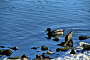 Winter Mallard Photograph by Mike Smale Winter Mallard Photograph by Mike Smale