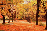 In Autumn Photograph by Mike Smale