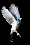 In Flight Photograph by Mary Hone
