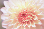 In Love with Dahlia Photograph by Ana V Ramirez In Love with Dahlia Photograph by Ana V Ramirez