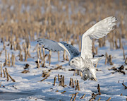 In Pursuit Photograph by James Overesch