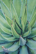 In the Desert 7 Photograph by Julie Palencia