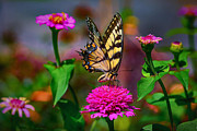 In the Garden Photograph by Carolyn Mickulas In the Garden Photograph by Carolyn Mickulas
