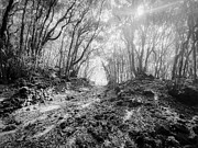 Mystic Wooden Forest Photograph by Marco Sales Photography Mystic Wooden Forest Photograph by Marco Sales Photography