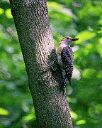 In the Sunlight Photograph by Alyssa Tumale