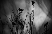 In the Tree Tops Photograph by Stoney Lawrentz