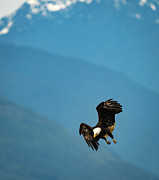 Incoming Photograph by Douglas Fraser Smith