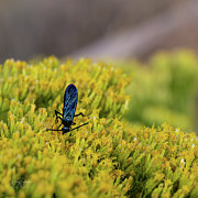Indigo Wasp Photograph by Dave Diegelman Indigo Wasp Photograph by Dave Diegelman