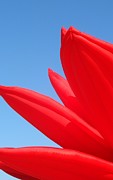 Inflated Lotus Series 1-1 Photograph by J Doyne Miller