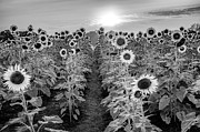 Infrared Kansas Sunflower Field - Black and White Photograph by Gregory Ballos