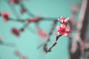 Inhale Exhale Photograph by Laurie Search